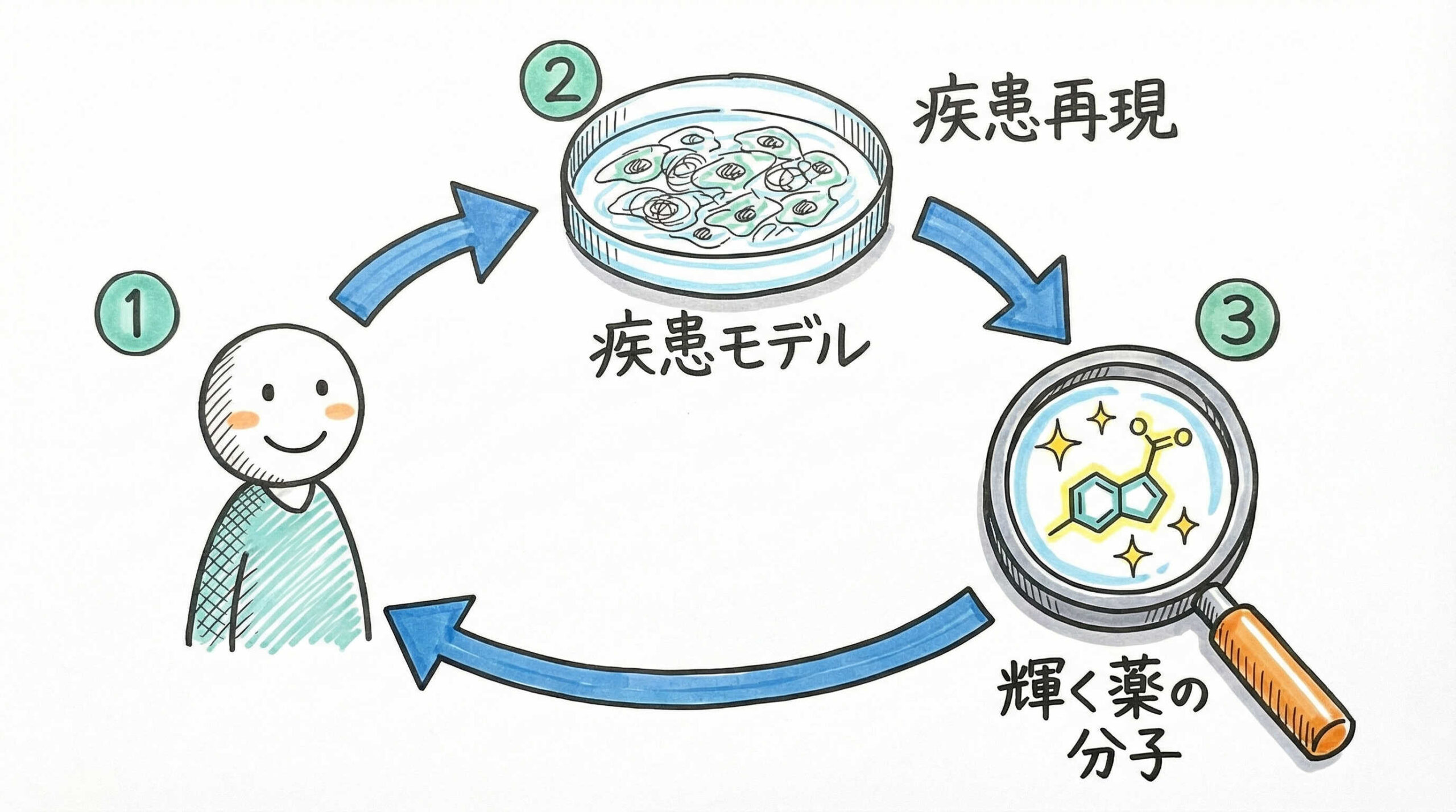 創薬プロセスにおける具体的な活用領域：薬効評価・疾患モデリング